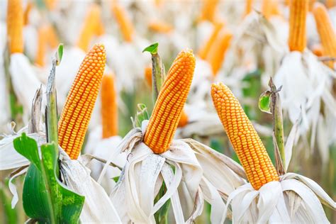 how to eat field corn.